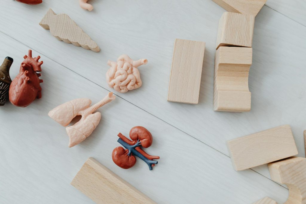 wooden blocks near toy body parts